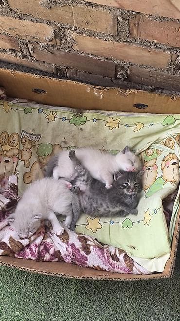 Котята, помет из 3 малышей. полукровки у одной уши как у мамы вислые