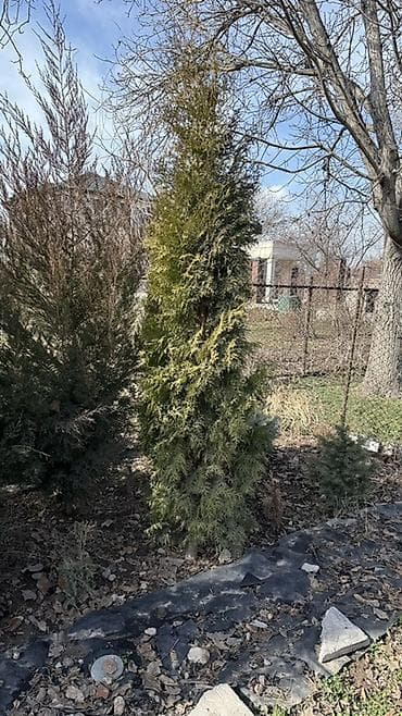 Уголь: Продаю! Можжевельник коллоновидный - от 2х метров (4000 сом) — 3