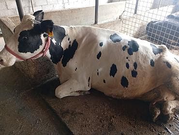 мастит: Продаю | Корова (самка) | Голштин | Для молока | Привязанные — 8