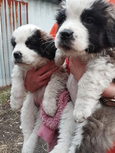 собака щпиц: Сенбернар, 1 месяц, Самка — 1