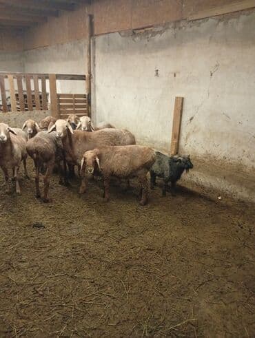 показы 1 354 72 договорная кошка даром британская короткошёрстная 1 год мальчик метис 2 позвонить написать: Сатам | Ургаачы кой (ургаачы) | Көбөйтүү үчүн | Ургаачы — 5