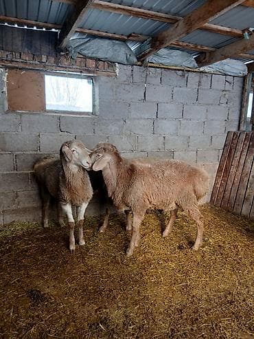 Зоотовары: Продаю | Овца (самка) | Для разведения — 6