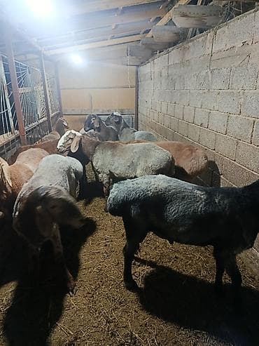 хомяк ош: Продаю | Баран (самец) | На забой | Котные — 3
