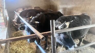 Услуги ветеринара: Продаю | Корова (самка) | Для разведения | Привязанные — 2
