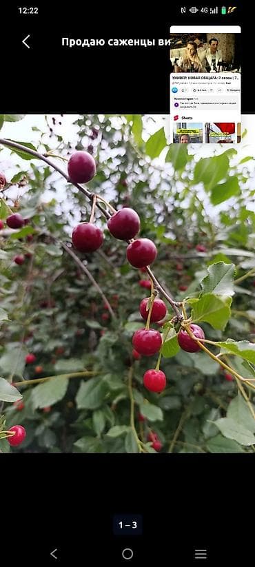 Саженцы вишни цена за 1 шт - Порода: садовая вишня (красные at lalafo.kg Саженцы вишни цена за 1 шт - Порода: садовая вишня (красные