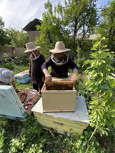 оптом бараны: Пчелопакеты на рамках Дадана Предлагаются пчелопакеты с рабочими — 2