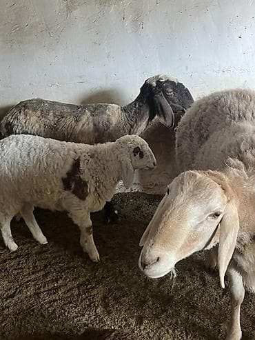 Продаю | Овца (самка) | Для разведения | Матка