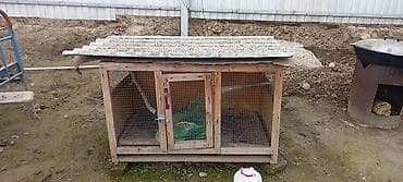 Продаю | Цыплята | Несушки