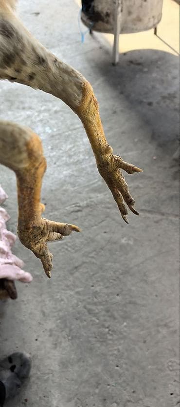 Айыл-чарба жаныбарлары: Сатам | Тооктор | Тебиштирүүчү | Көбөйтүү үчүн — 9