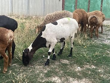 Продаю | Овца (самка), Ягненок, Баран (самец) | Гиссарская, Полукровка, Долан | На забой, Для разведения | Племенные, Котные, Кастрированные — 6