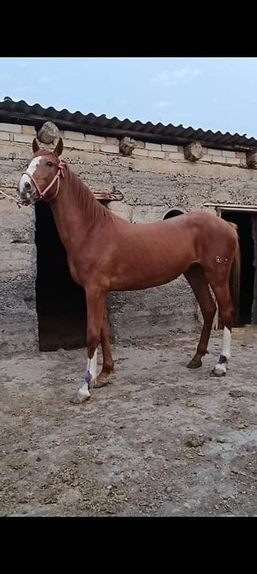 город ош кошка: Продаю | Кобыла (самка) | Конный спорт — 4