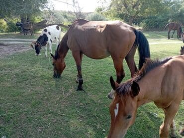 ящик для документов: Продаю | Кобыла (самка) — 2