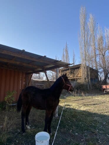 Продаю | Жеребенок | Полукровка | Рабочий