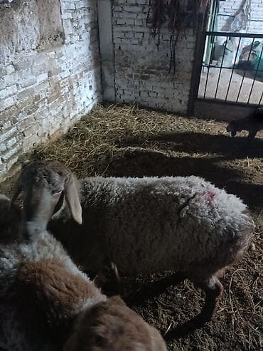 Продаю | Овца (самка) | Для разведения | Ярка