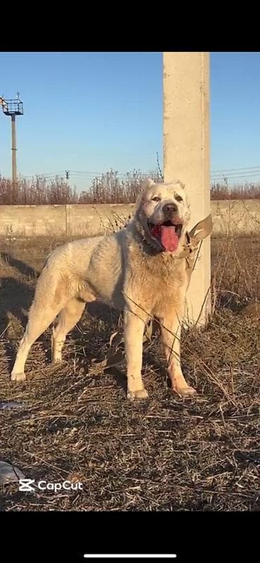 Продается крупный алабай вес 60 65 холка 95 хорошо дерётся — 2