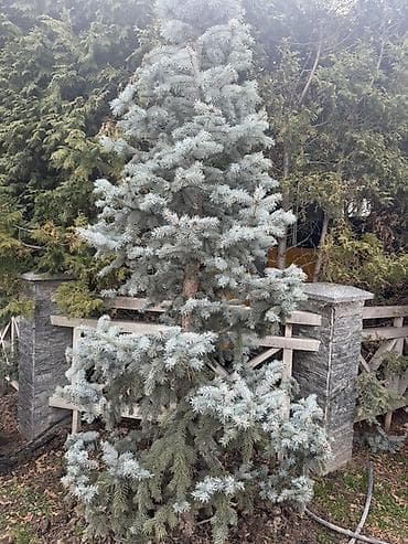 Барбекю: Продаются ГОЛУБЫЕ ЕЛИ. Разных размеров Привезенные с Польши — 1