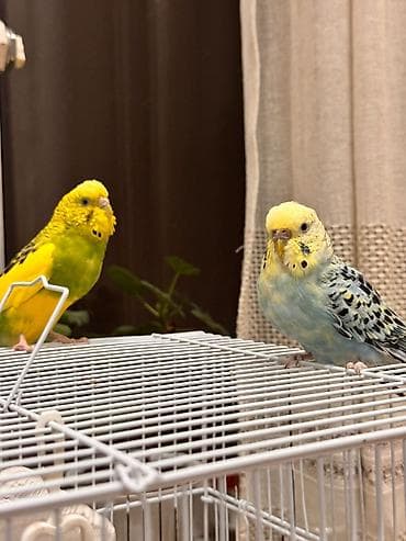 куплю попугая: Пара волнистых попугаев с оснащённой клеткой. Состав набора: - 2 — 4