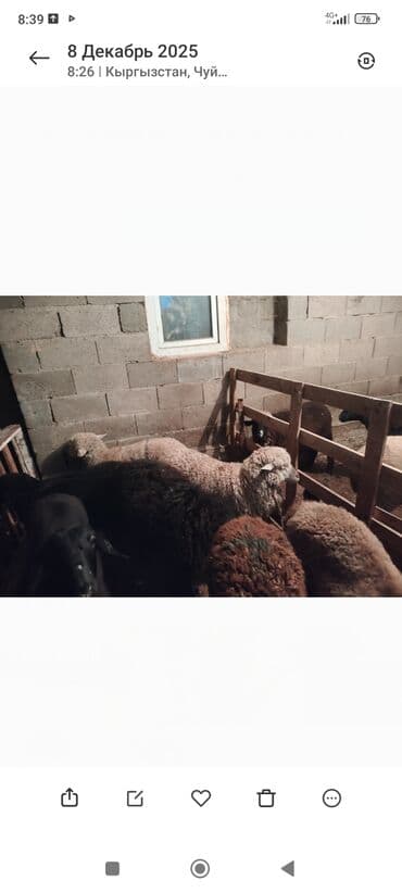 где купить кошку в бишкеке: Смиз козулар сатылат 100 Ден — 1