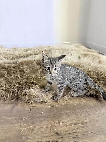лоток для кота: 2 месяца, Мальчик, Приучена к лотку, Проглистована — 4