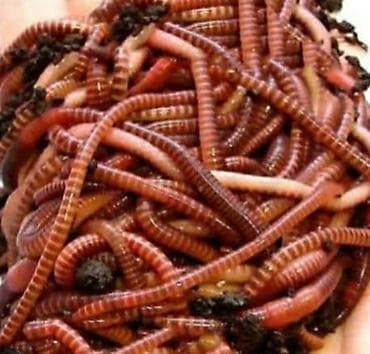 Бекер сөөл берем (Калфорния)Сокулук району Кожомкул айылы ватсапп