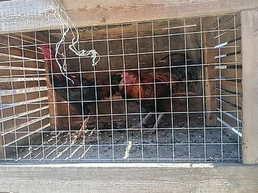 дакан кораз: Продаю | Петух | Для разведения — 4