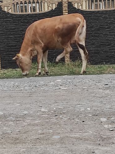 сколько стоит коза дойная купить: Продаю | Тёлка | Алатауская | Для молока | Стельные — 4