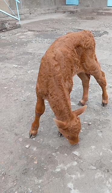 Продаю | Бык (самец) | На откорм | Искусственник