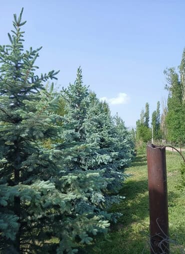 уголь кара кече сокулук: На продаже 6штук единично одинаковых елейЕль колючая голубая (Picea — 2