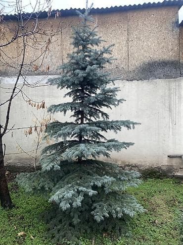 кета: Көчөттөр дарактардын: Карагайлар, Өзү алып кетүү — 5