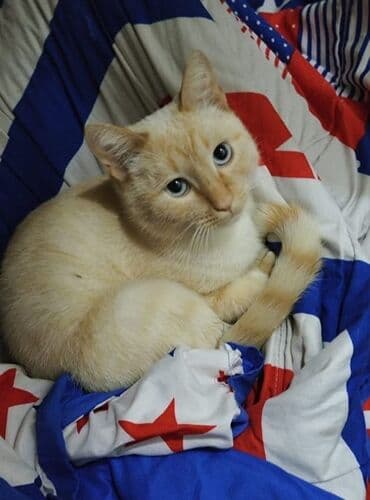 домик для кота: 1 год, Мальчик, Приучена к лотку, Проглистована — 1