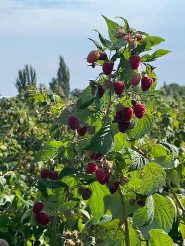 малина красная шапочка: Малина В розницу, Бесплатная доставка — 2