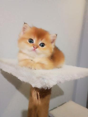 Животные: Породистые котята золотого окраса - Милые короткошёрстные котята — 2