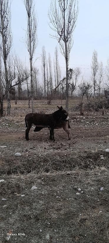 арпа урук бишкек: Ослы, пара молодых животных. - Порода: домашние ослы — 2