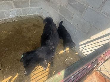 Продаю | Коза (самка) | Для разведения | Племенные