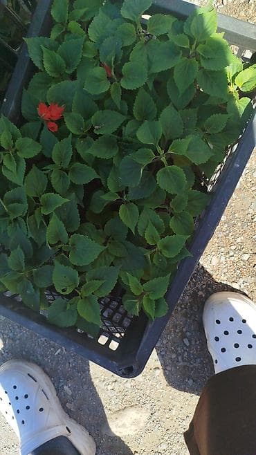 бельевой ящик: Рассада цветочных однолетников в кассетах/ящиках. Оптом и в розницу — 3