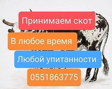 Покупаем скотину на забой в колбасный цех lalafo.kg да Покупаем скотину на забой в колбасный цех