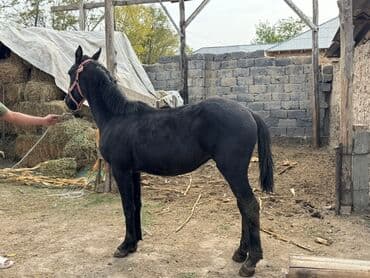 куры доминанты: Продаю | Жеребенок | Конный спорт — 9