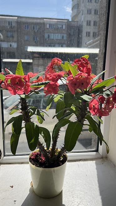 Молочаи: Молочай Милла (Euphorbia milii) в горшке - Компактный куст с — 1