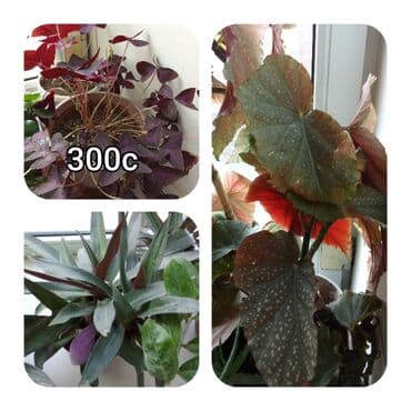 мебель бишкек: Саженцы цветка — 9