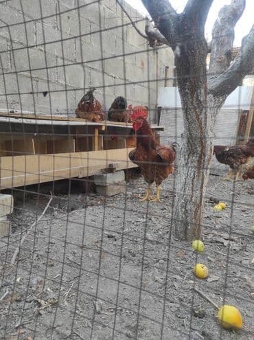 купить несушек курей: Корей ТОДЖОН короздору сатылат. 6-7 айлык короздор.
Адрес: Ош, Фуркат — 1