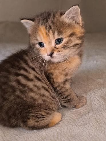 возьму котят: Котята, помёт из трёх малышей: -Родились — 6