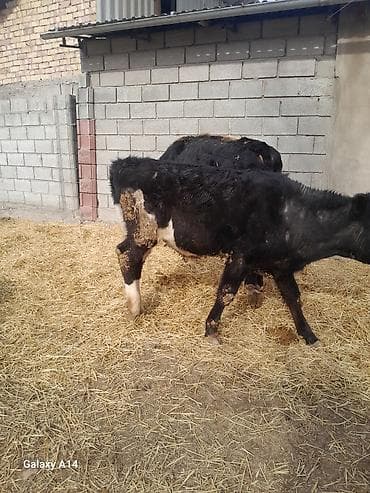 Кемирүүчүлөр: Сатам | Бука (эркек) | Аргын | Бордоп семиртүү үчүн — 2