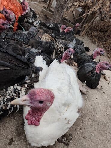 домик для кролика: Продаю | Индюк (самец) | Для разведения — 3