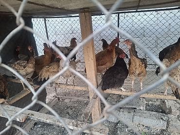 куры карлик: Продаю | Куры | Домашняя | Несушки — 3