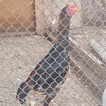 сухой смеси: Продаю | Индюшата | Бройлерная | На забой | Племенные — 3