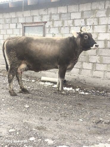 продаю породистых коров: Продаю | Корова (самка) | Алатауская | Для разведения — 3