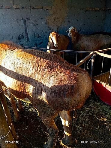 коза заненская: Продаю | Баран (самец) | Для разведения | Осеменитель — 4