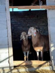 продажа щенков немецкой овчарки с документами в бишкеке: Сатам | Козу, Кочкор (эркек) | Арашан | Көбөйтүү үчүн | Асыл тукумдуу, Жасалма жол менен боозутуу — 3