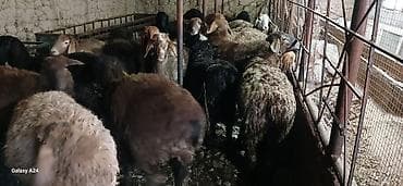 кармушки для овец: Продаю | Овца (самка) | Для разведения — 2