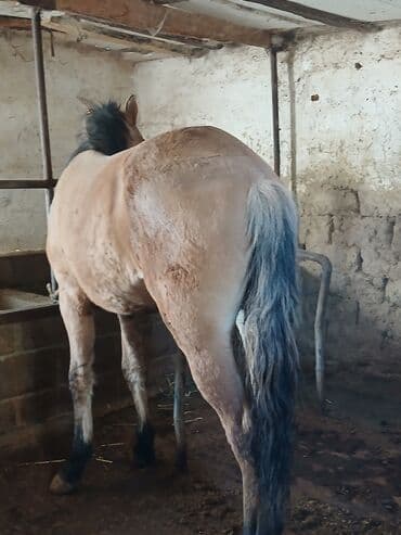 собака доберман цена: Продаю | Жеребец | Рабочий | Племенные — 3